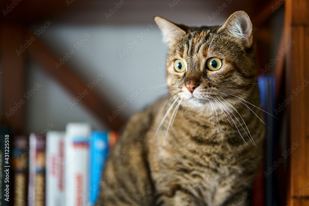 Chat tigré assis, regardant avec une grimace amusante.