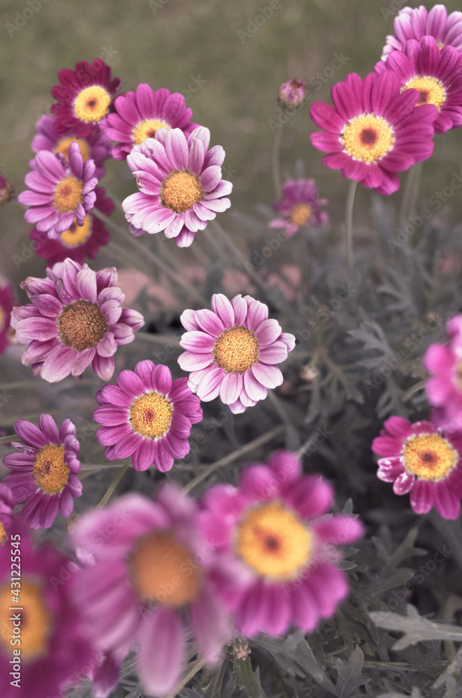 Fototapeta premium Daisies