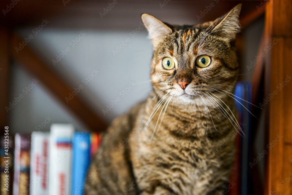Chat tigré assis, regardant avec une grimace amusante.