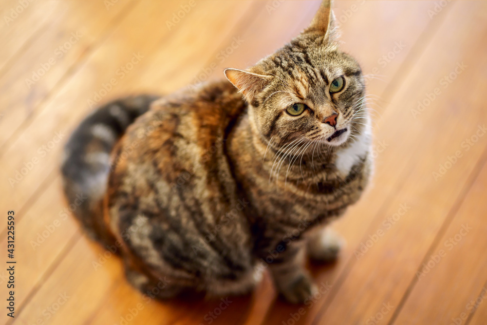 Chat tigré assis, regardant avec une grimace amusante.