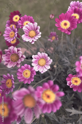 Daisies