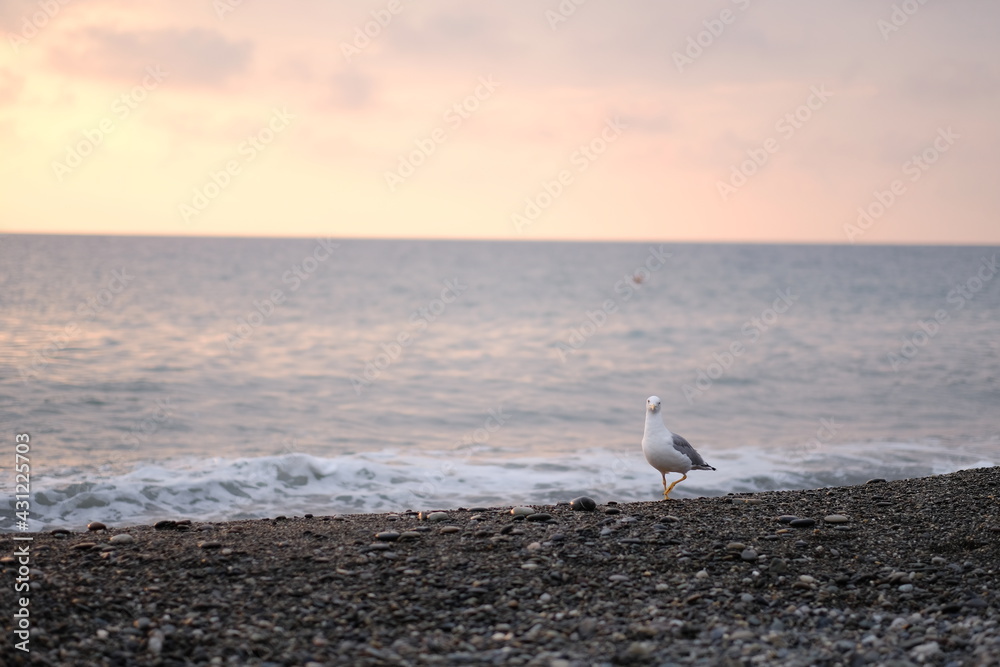 Fototapeta premium seagulls on the beach