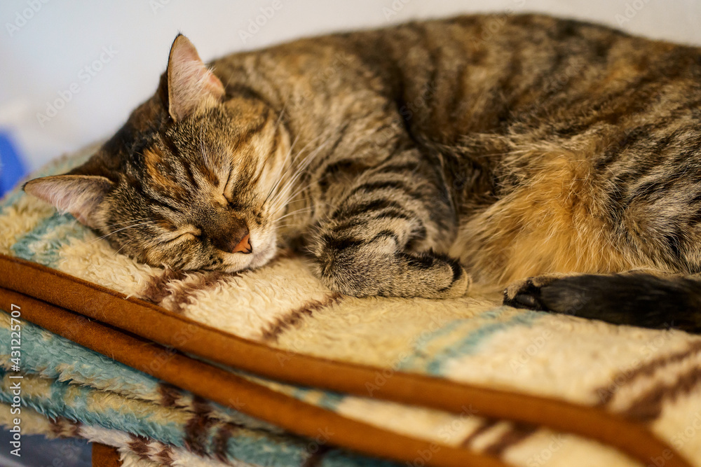 Chat tigré domestique dormant sur une couverture.