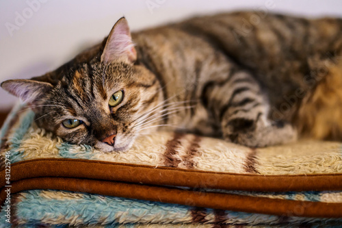 Chat tigré domestique couché sur une couverture.