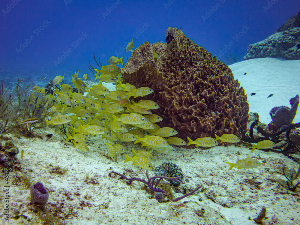 School of Grunts Sheltering Behind a Barrel Sponge Coral