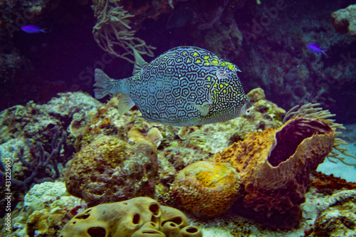 Obraz na płótnie Honeycomb Cowfish w salonie