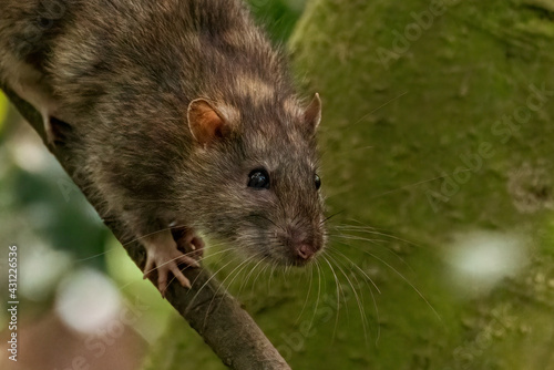 A Brown rat scurries along a tree branch