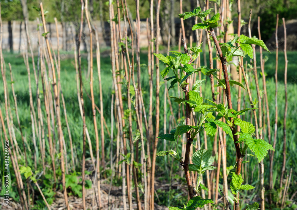 Fototapeta premium Raspberry canes. Sunny day, raspberry bushes in spring time. Cultivation of raspberry