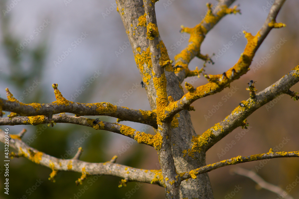 yellow lichens on tree bark yellow lichens on tree bark