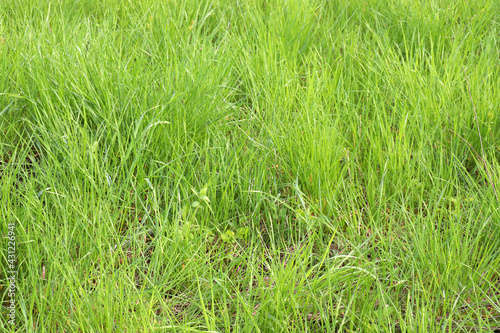 Natural green grass background. Fresh new grass on the wind