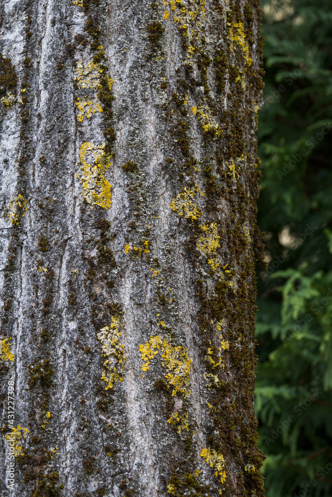 moss and yellow lichens on tree trunk moss and yellow lichens on tree trunk
