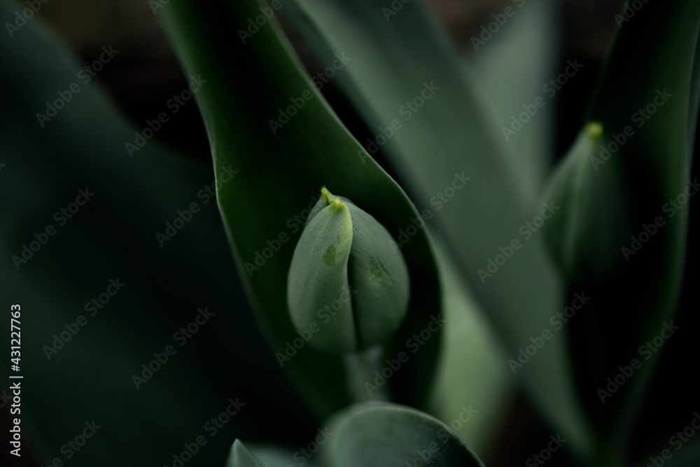 Obraz premium flower