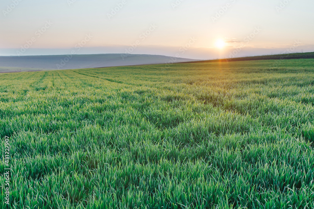 Wheat large field. Sunny landmark valley, grain cultivated green plants growing. Beautiful  sunset landscape.