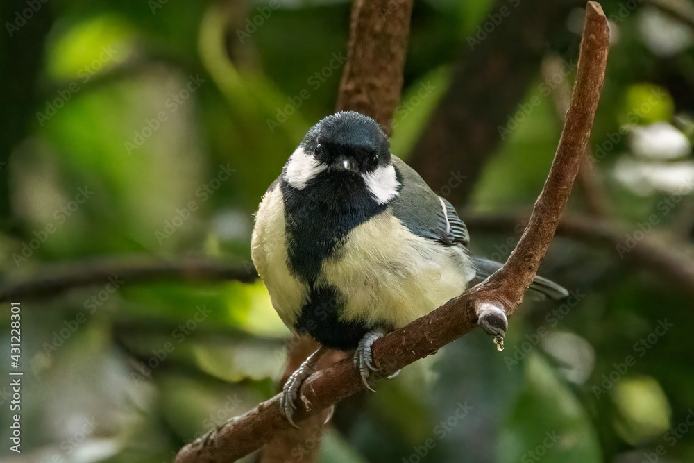 Obraz premium A Great Tit sits perched on a branch