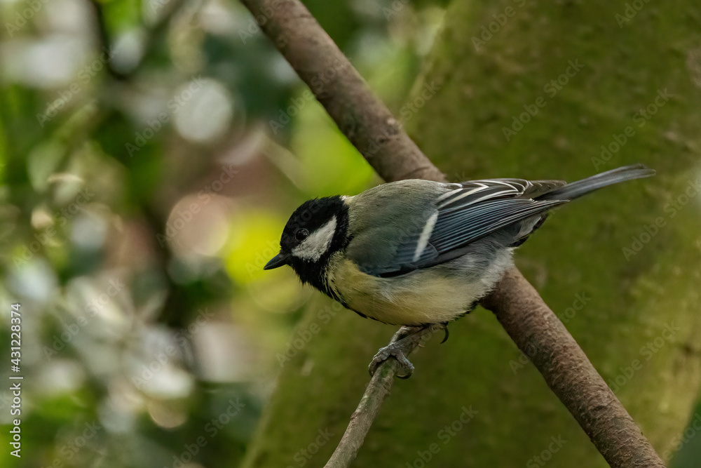 Obraz premium A Great Tit sits perched on a branch
