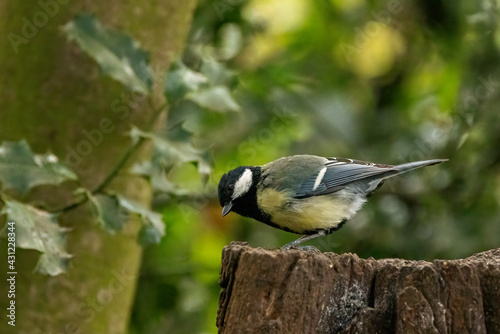 A Great Tit sits perched on a tree stump