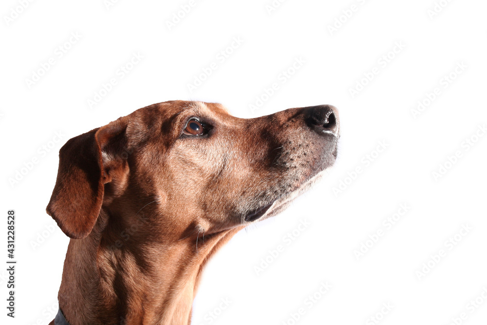 dog head isolated on a white background