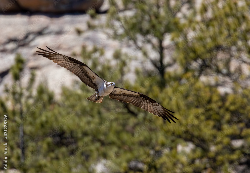 Fototapeta premium Osprey in the Canyon