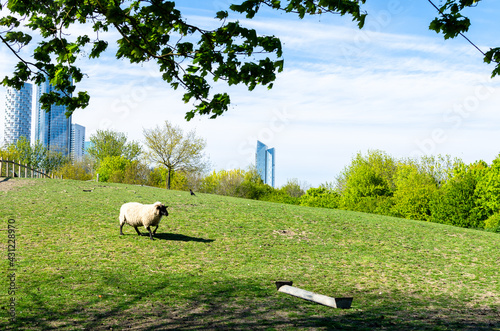 A sheep grazing at Mudchute park and farm against high rise buildings in London