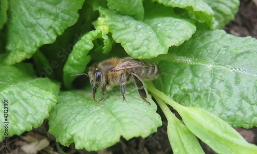 Bee drinking dew on green primula leaves, natural background