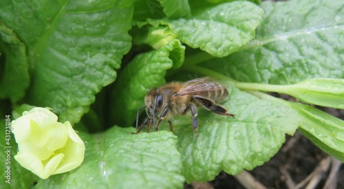 Beautiful honeybee on a primula leaves, closeup