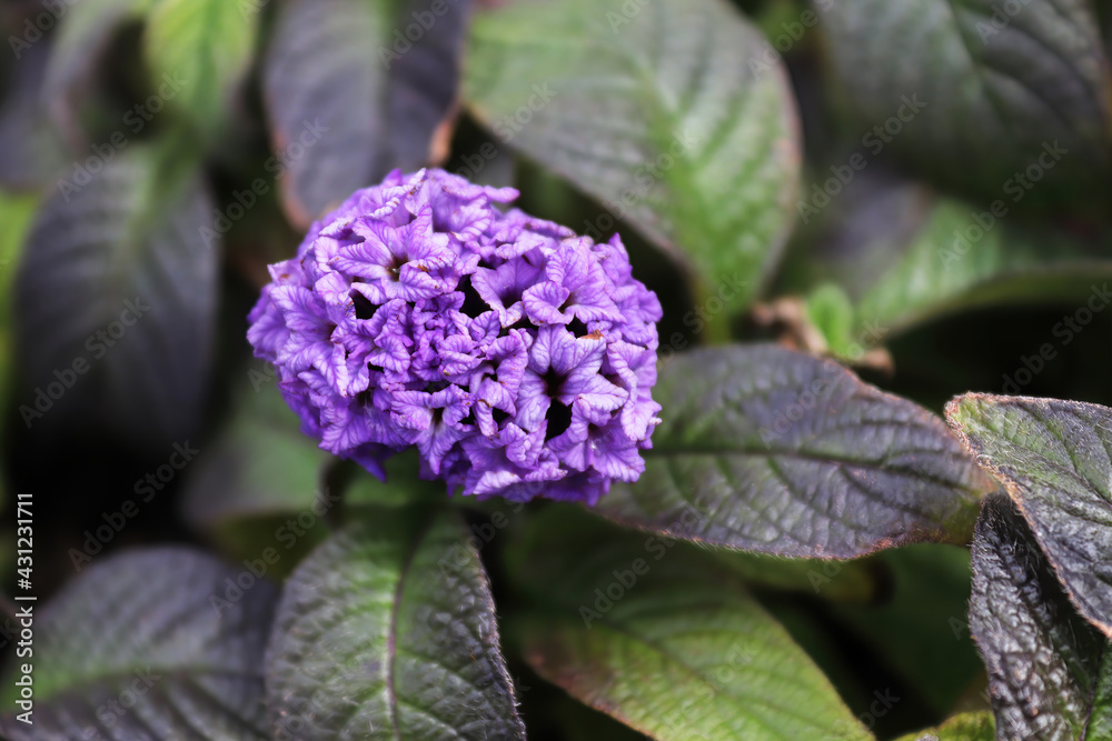 Closeup of purple heliptropium flowers in full bloom Closeup of purple heliptropium flowers in full bloom
