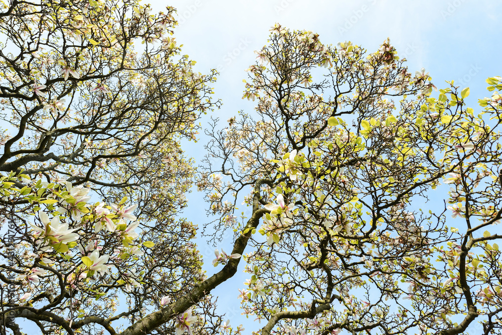 Magnolia pink blossom tree flowers Magnolia pink blossom tree flowers