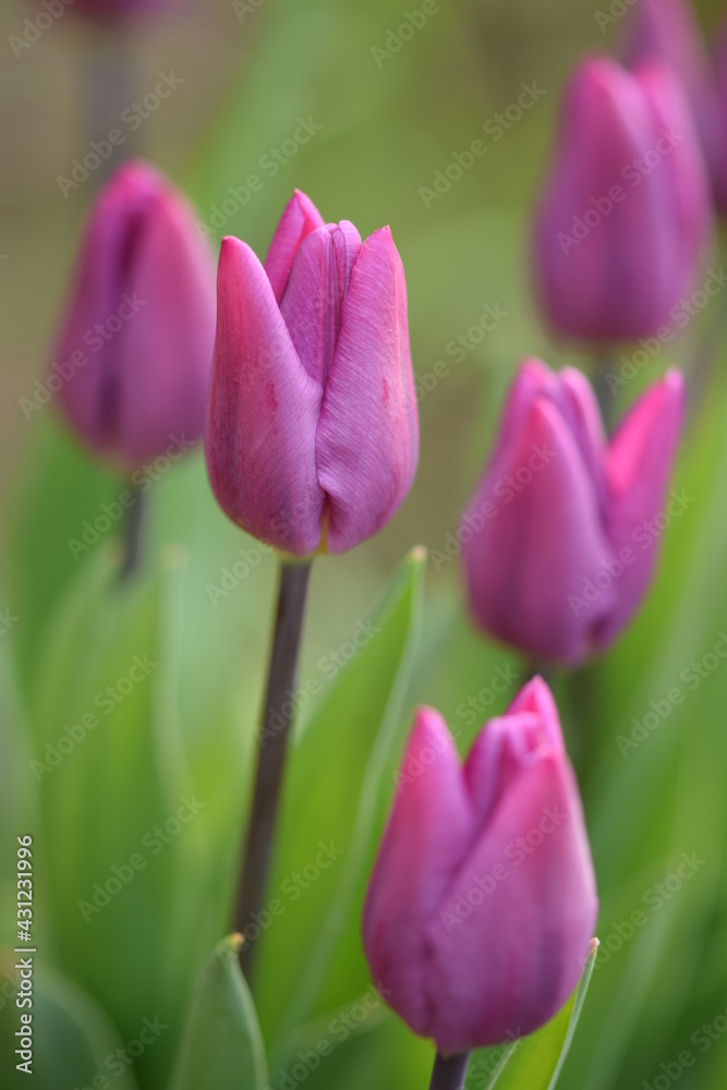 Fototapeta premium Pink tulips, spring garden freshness