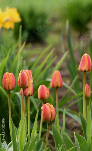 Orange red tulips in spring garden  beauty of spring