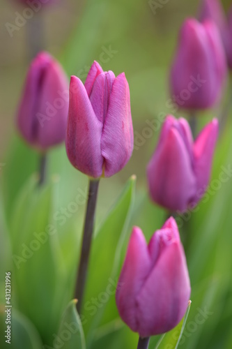 Pink tulips  spring garden freshness
