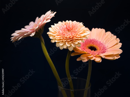 Gerbera is a genus of plants in the basket flower family. The genus contains about 20 wild-growing species and they occur in South America, Africa, Madagascar and tropical parts of Asia.