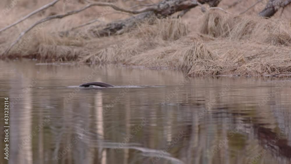 ZOOM IN to Eurasian otter in peatland river diving in search of food ZOOM IN to Eurasian otter in peatland river diving in search of food