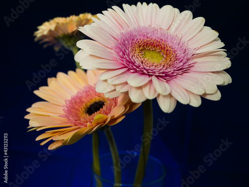 Gerbera is a genus of plants in the basket flower family. The genus contains about 20 wild-growing species and they occur in South America, Africa, Madagascar and tropical parts of Asia.