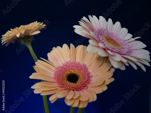 Gerbera is a genus of plants in the basket flower family. The genus contains about 20 wild-growing species and they occur in South America, Africa, Madagascar and tropical parts of Asia.