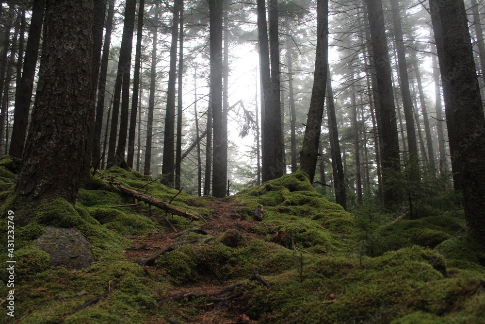 morning in the forest