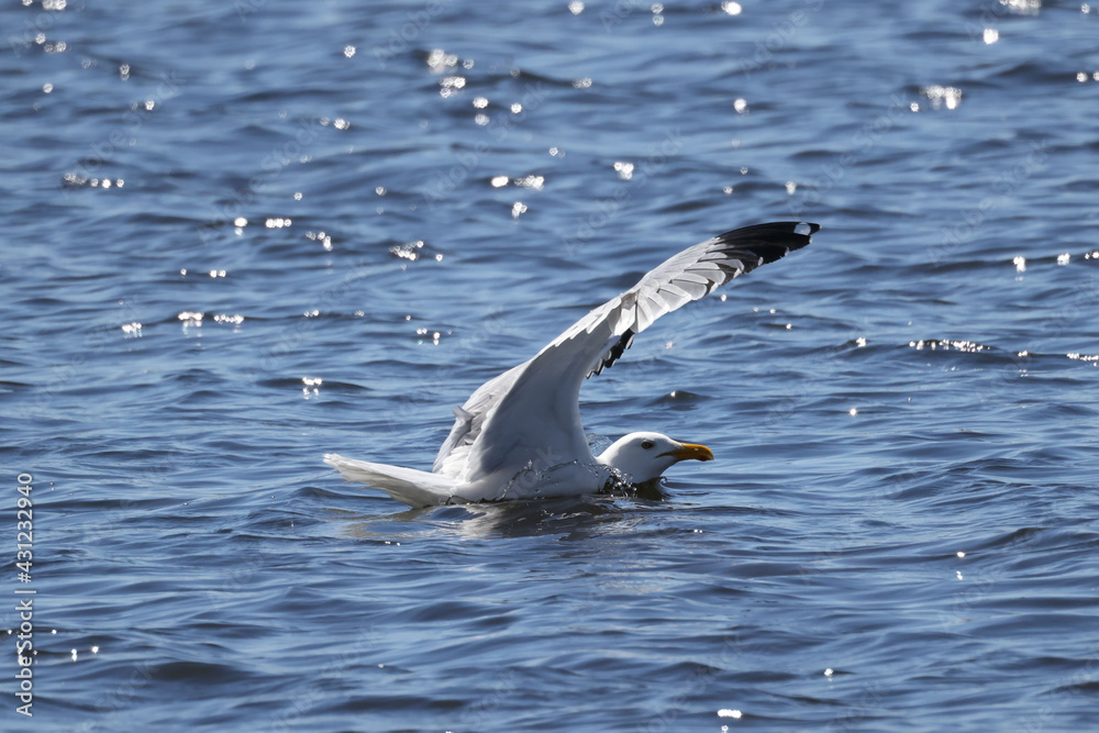 Seagull pulling entrails out of still living fish in lake on bright spring day, gruesome Seagull pulling entrails out of still living fish in lake on bright spring day, gruesome