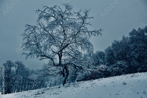 trees in snow