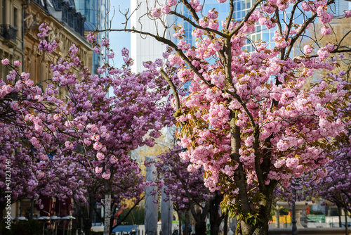 Frankfurt am Main with blooming Sakura, Germany