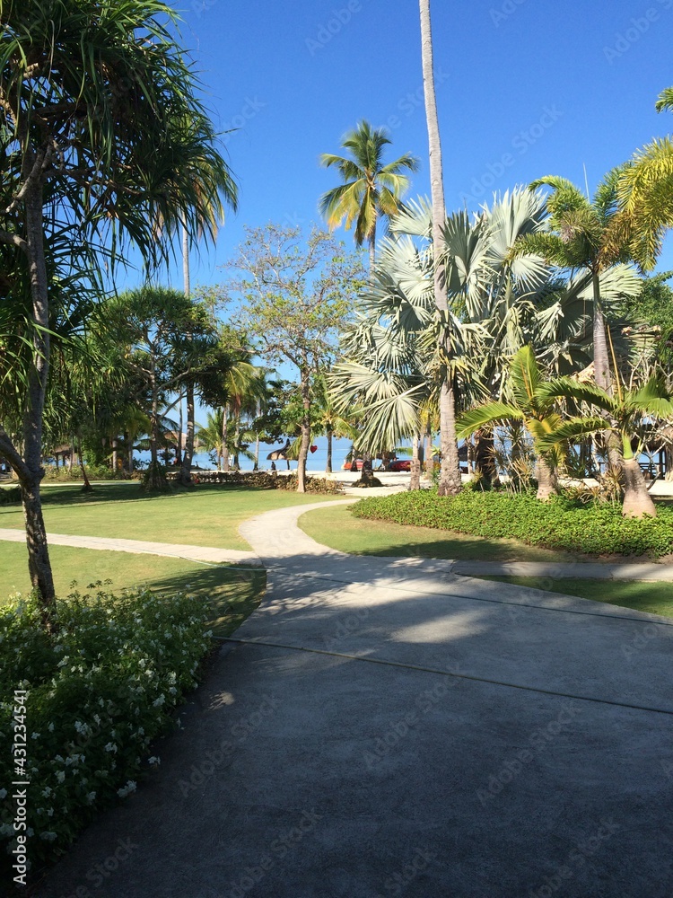 Fototapeta premium palm trees in the park