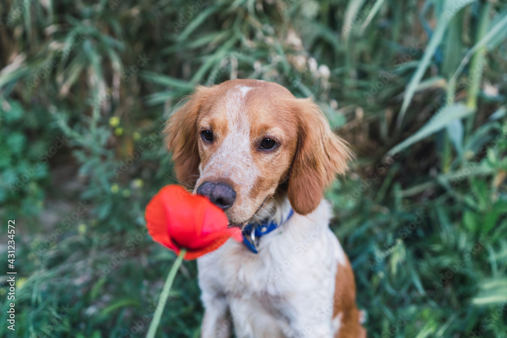Perro en jardin oliendo y jugando con planta de amapola Perro en jardin oliendo y jugando con planta de amapola