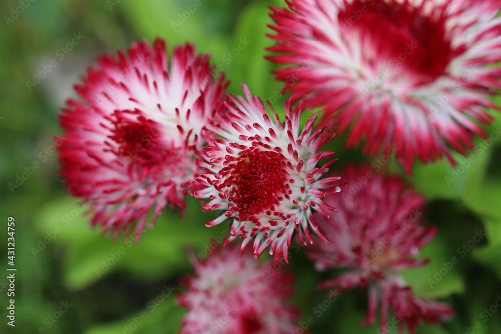 Beautiful flower