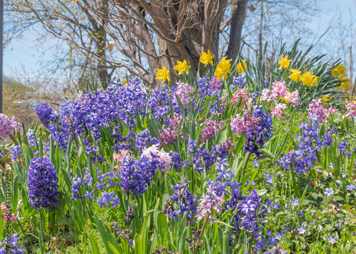 фотографія Spring Fling