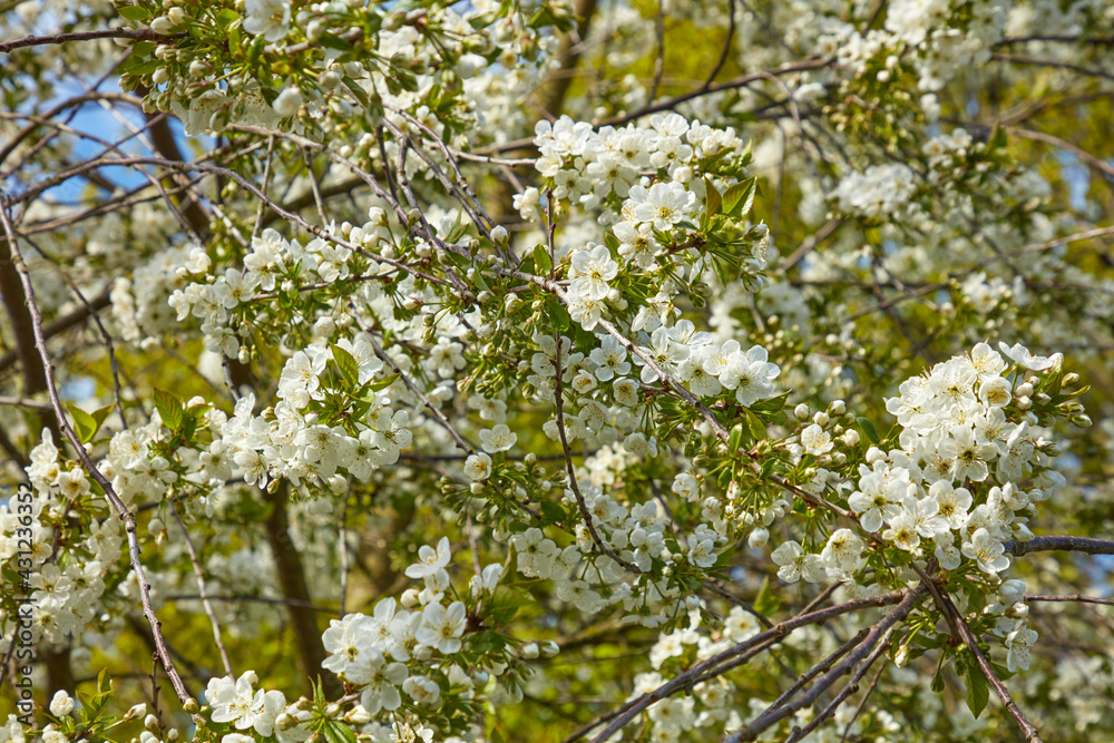 Weiße Blüten an einem Kirschbaum im Frühling. Weiße Blüten an einem Kirschbaum im Frühling.