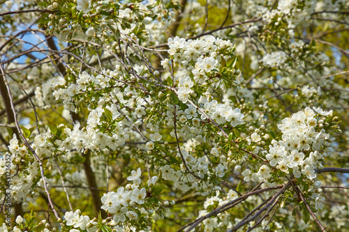Weiße Blüten an einem Kirschbaum im Frühling.