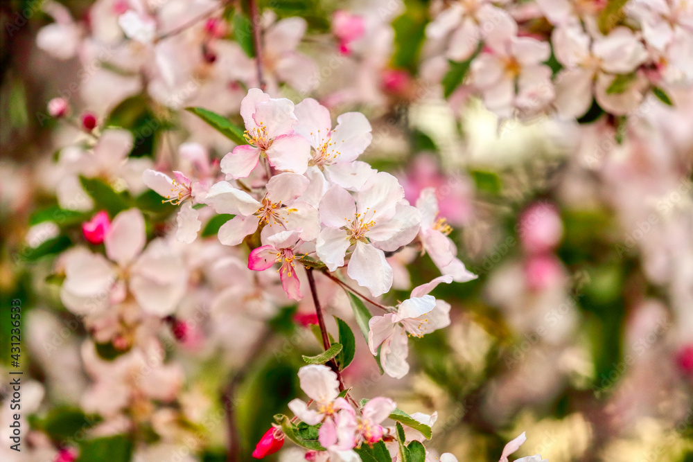 Flower spring background. Romantic floral background. Internet springtime banner