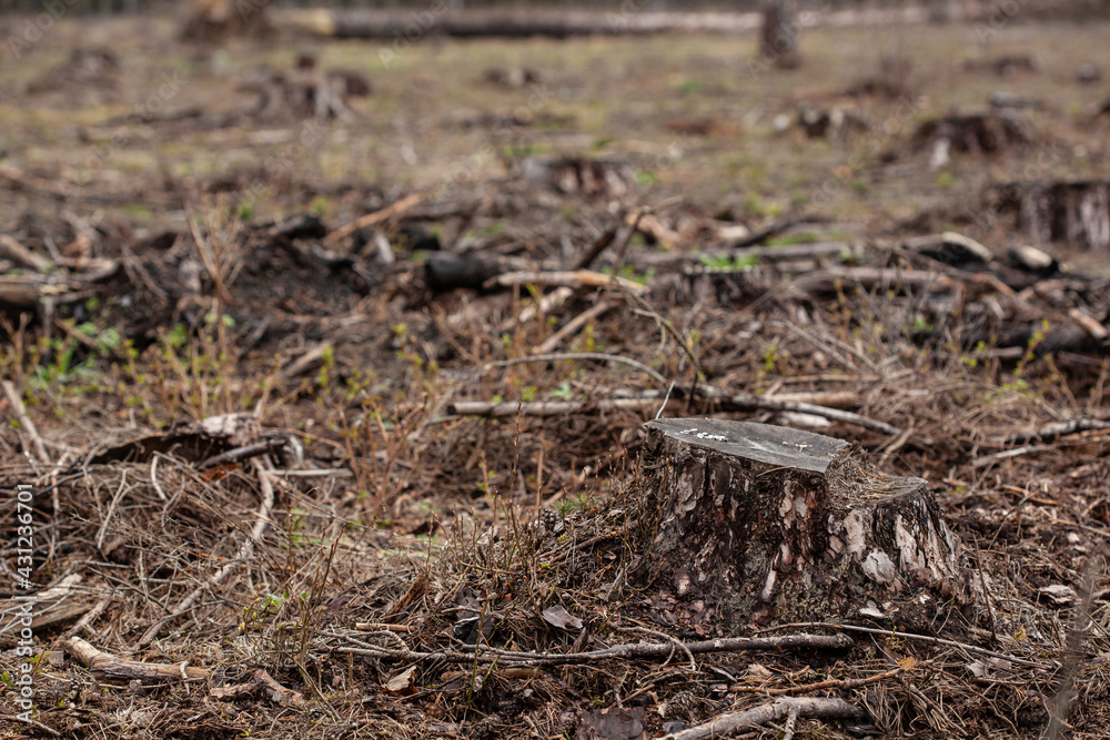 Felled pine trees in forest. Deforestation and Illegal Logging Felled pine trees in forest. Deforestation and Illegal Logging