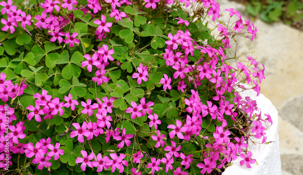 Fototapeta premium Decorative lucky leaf plant with cute tiny pinkish flowers in the home yard