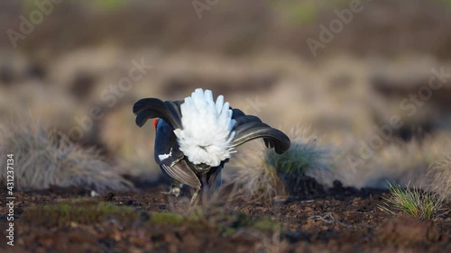 Wallpaper Mural Black Grouse on spring bog ready for fighting, lekking. Spring colors of moors with black grouse, blackcock. Male Black Grouse lek game at sunrise. Lyrurus tetrix lekking in Estonia, Saaremaa swamp Torontodigital.ca