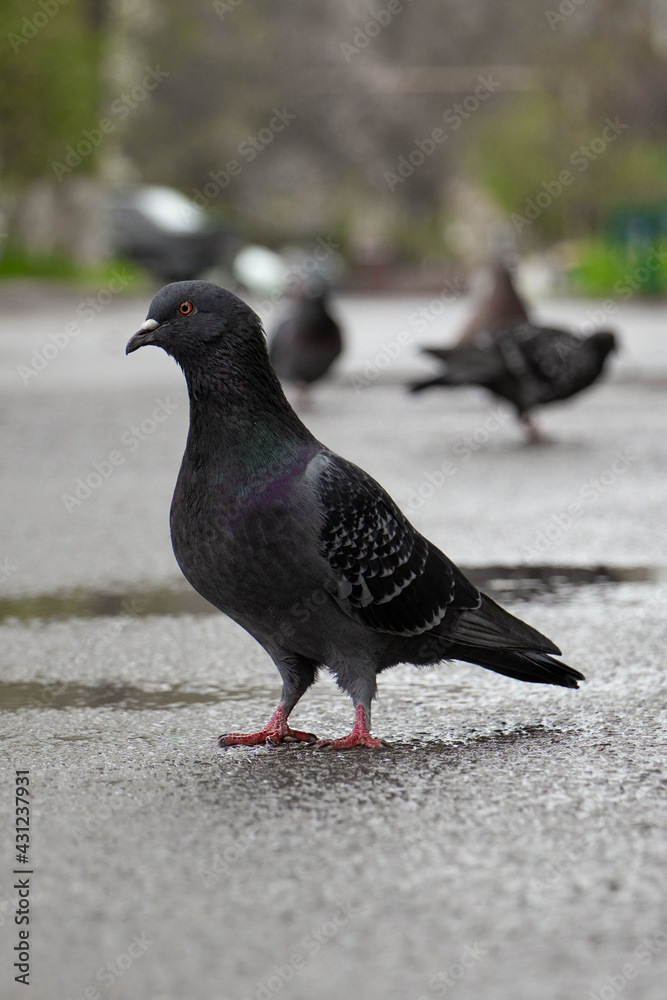 Don't be indifferent. Feed the pigeons Don't be indifferent. Feed the pigeons