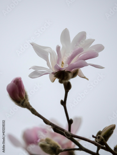 magnolia tree blossom